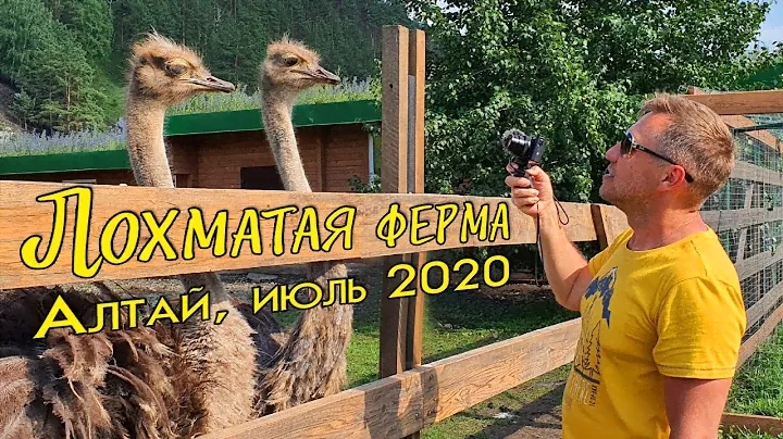 Лохматая ферма. Куда пойти с детьми на Алтае.