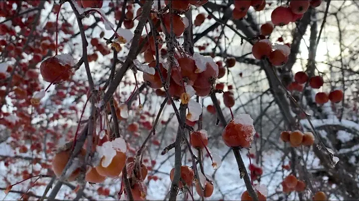 Озеро Светлое ( Лебединое ) в Алтайском крае .