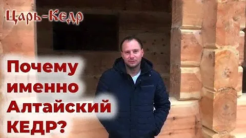 Как отличить кедр. Алтайский кедр и Сибирский кедр.