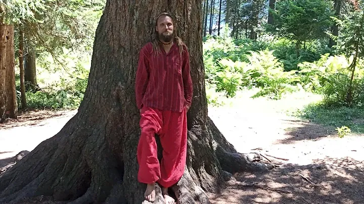Древний Кедр 700 лет на Алтае