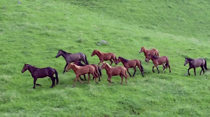 Горный Алтай природа России The Altai mountains nature Russia