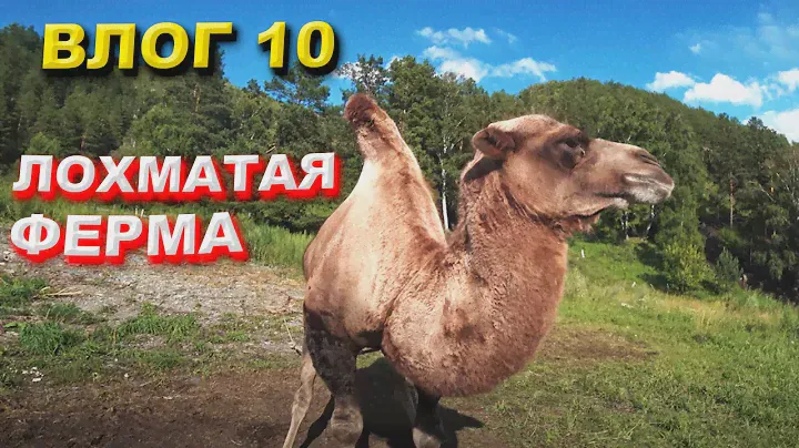 Лохматая ферма Горный Алтай. Семейная поездка. Влог.