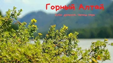 Горный Алтай. Зубы дракона. Чепош парк