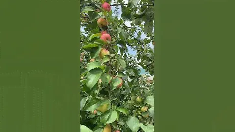 Продается отличный дом-коттедж в Горном Алтае!