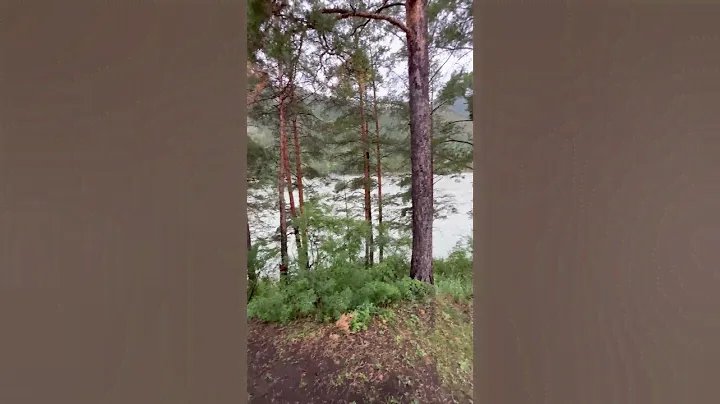 Чемал, Алтай, глэмпинг Alteria #Алтай #Чемал #горнаярека #сосны #путешествуйте