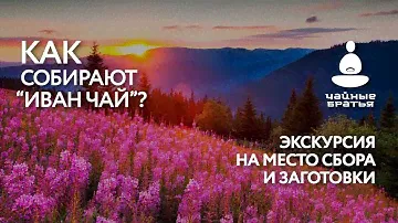 Иван Чай от травника Андрея Никитина.  Экскурсия на Алтай