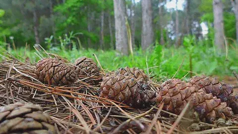 Шишка Алтая
